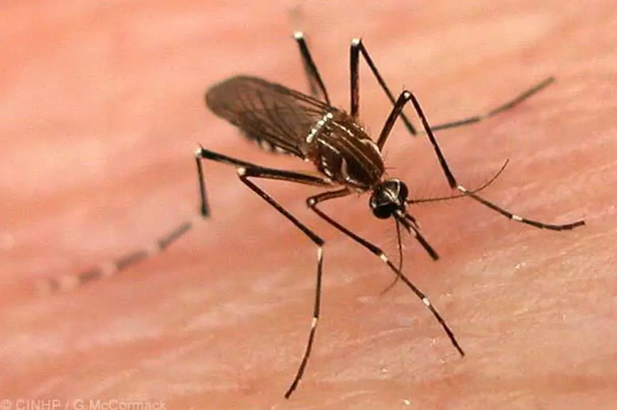 En Veracruz circulan 4 tipos de dengue