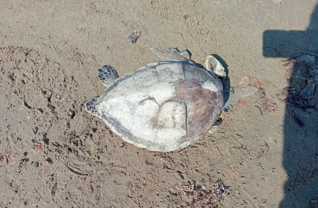 Derrame de petróleo deja segunda tortuga marina muerta al sur de Veracruz