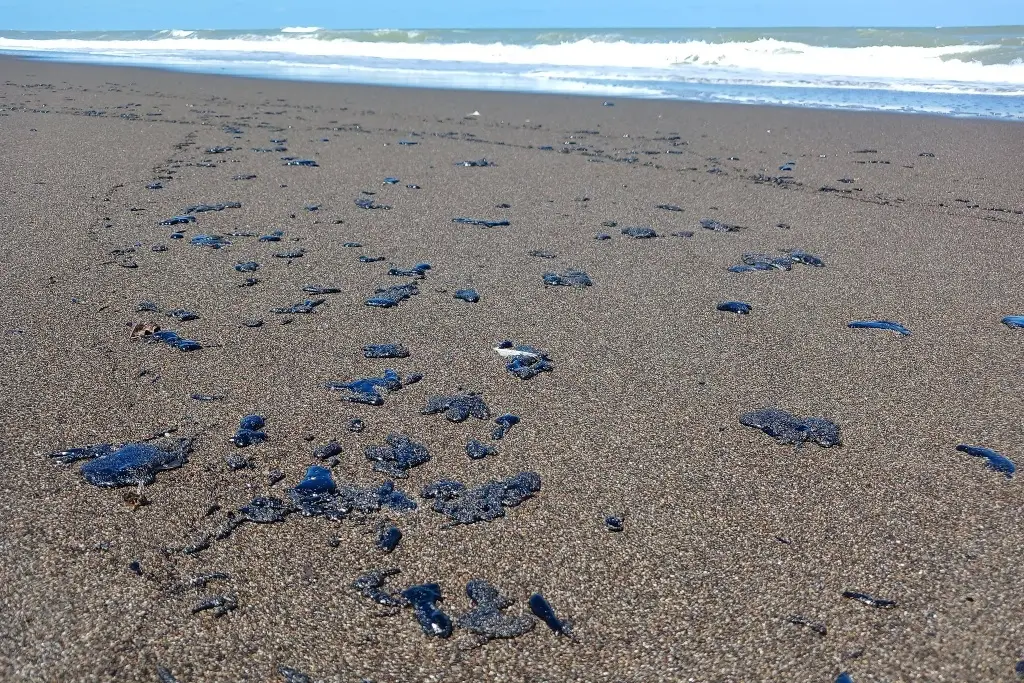 Suspenden pesca por derrame de petróleo en Nautla, Veracruz
