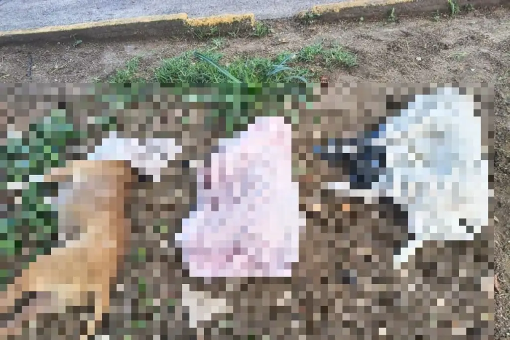 Confirman el envenenamiento de ocho perros en la colonia Paraíso de Xalapa