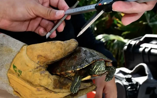 Derrame en Golfo de México deja 12 tortugas muertas