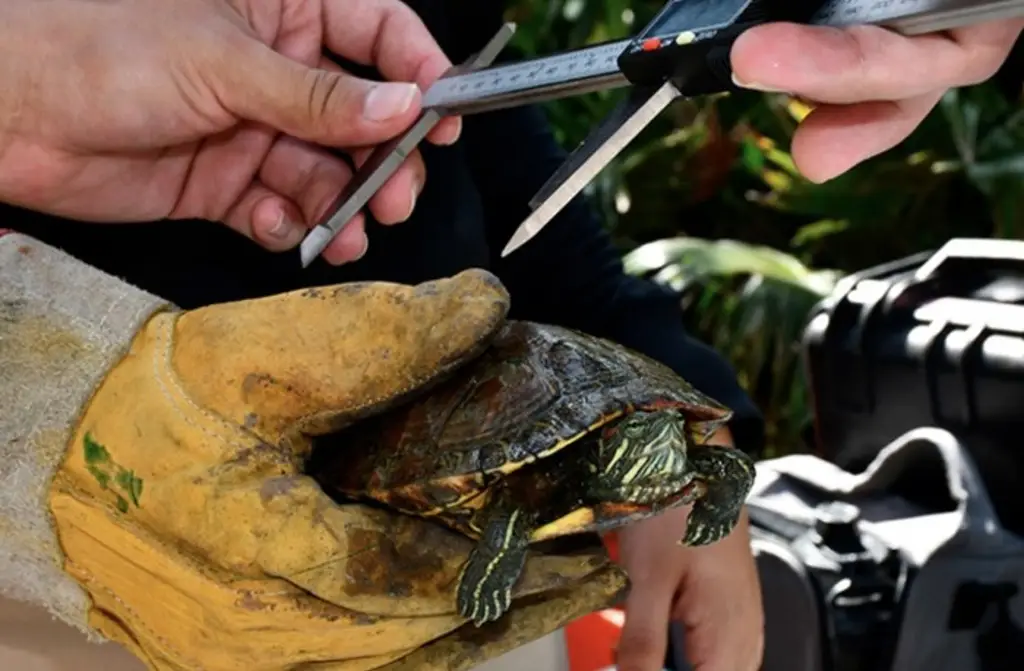 Derrame en Golfo de México deja 12 tortugas muertas