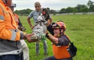 Capturan cocodrilo tras alerta de ciudadanos en Veracruz