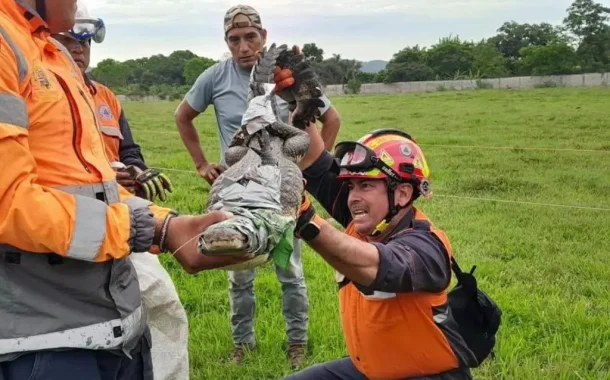 Capturan cocodrilo tras alerta de ciudadanos en Veracruz