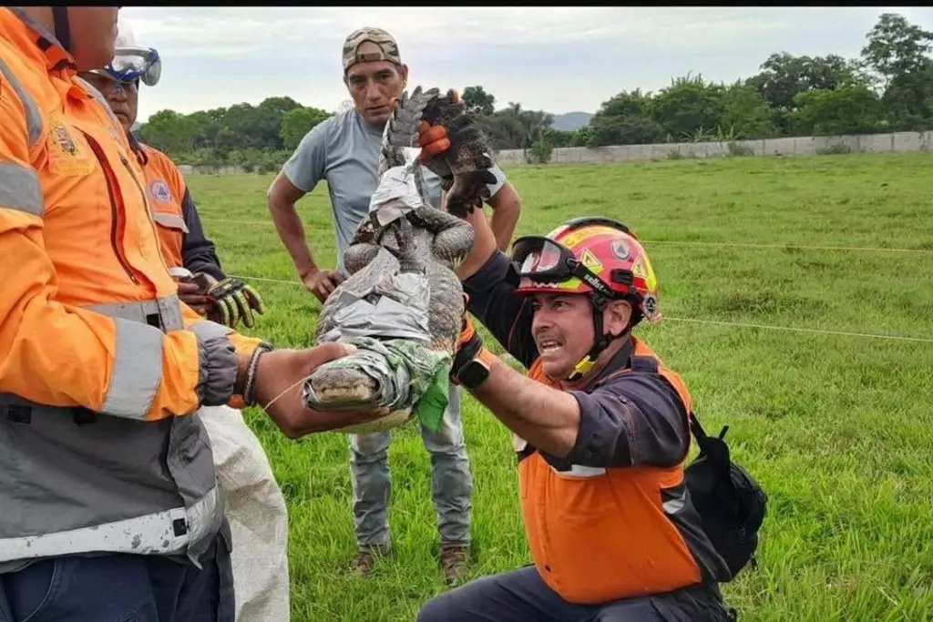 Capturan cocodrilo tras alerta de ciudadanos en Veracruz