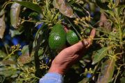 Detienen al presunto extorsionador de aguacateros en Michoacán