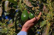 Los empresarios le pagan al SAT y encima a los extorsionadores: productor de aguacate