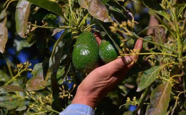 Los empresarios le pagan al SAT y encima a los extorsionadores: productor de aguacate