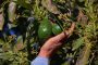 Los empresarios le pagan al SAT y encima a los extorsionadores: productor de aguacate