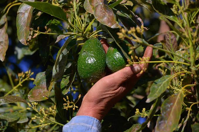 Los empresarios le pagan al SAT y encima a los extorsionadores: productor de aguacate