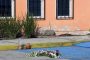 Tras asesinato de estudiante española, suspenden intercambio entre universidades de Granada y Morelos