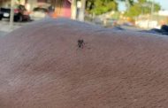 Veracruz mantiene los casos de dengue a la alza