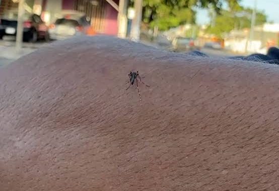 Veracruz mantiene los casos de dengue a la alza
