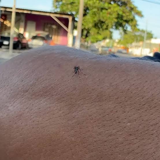 Veracruz mantiene los casos de dengue a la alza
