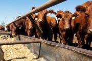Reanuda México exportación de ganado a EU