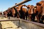 Reanuda México exportación de ganado a EU
